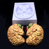 XINDAM Human Brain Model, Anatomically Accurate Brain Model Life Size Human Brain Anatomy for Science Classroom Study