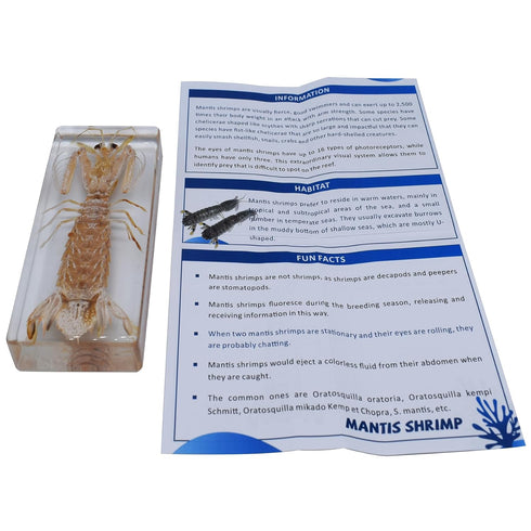 Cherish XT Taxidermy Mantis Shrimp, Real Mantis Shrimp Specimens Animal Specimen in Resin for Science Classroom Science