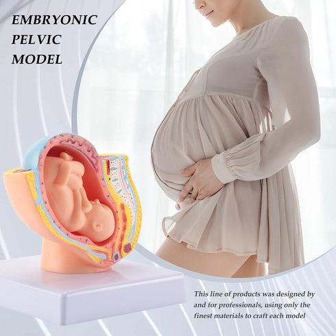 Hubceuo 9Th Human Pregnancy Fetal Development Month Embryonic Pelvic Model Fetus Foetus Pregnancy Anatomy of The