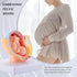 Hubceuo 9Th Human Pregnancy Fetal Development Month Embryonic Pelvic Model Fetus Foetus Pregnancy Anatomy of The