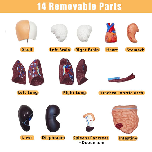 2026 11 inch 15 New Human Body Model for Kids, Pcs Removable Human Torso Anatomy Model for Teaching, Students