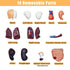 2026 11 inch 15 New Human Body Model for Kids, Pcs Removable Human Torso Anatomy Model for Teaching, Students