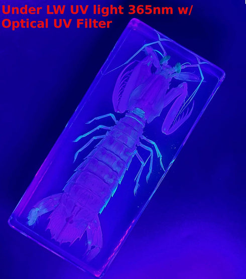 5.5" Real Mantis Shrimp in Crystal Clear Lucite Resin Specimen Preserved Oratosquilla Oratoria Sea Marine Animal