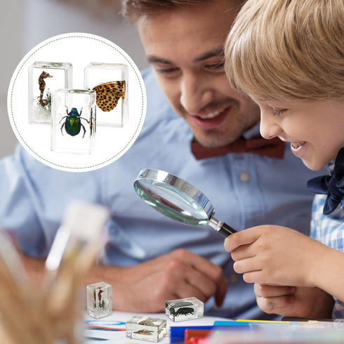 20 Pcs Insect in Resin Bug Preserved Specimen Collection, Various Insect Specimen for Office, Biology Education