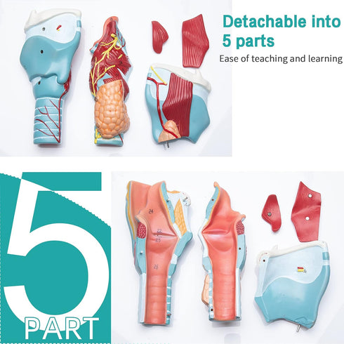 2X Detailed Human Throat Model - Perfect for Science Education