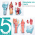 2X Detailed Human Throat Model - Perfect for Science Education