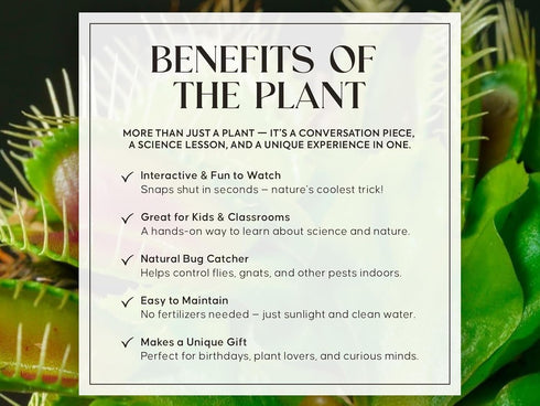 Store Venus Fly Trap Live Plant with White Ceramic Pot + Carnivorous Plant Soil and Live Venus Flytrap