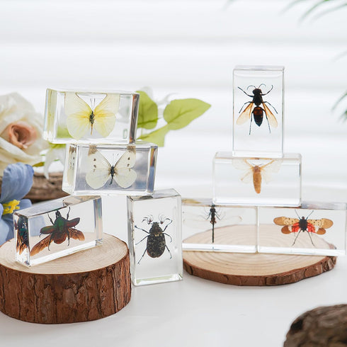 8 Pcs Real Insects in Resin Large Bug Collection Kit with Flying Insects, Butterflies Includes Specimen ID Cards