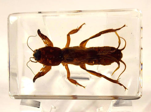 44mm Real Mole Cricket in Crystal Clear Lucite Resin Specimen Preserved Animal Insect Bug Taxidermy Crafts Collection for Biology Science Education & Desk Ornament Display Supplies Small Paperweight