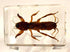 44mm Real Mole Cricket in Crystal Clear Lucite Resin Specimen Preserved Animal Insect Bug Taxidermy Crafts Collection for Biology Science Education & Desk Ornament Display Supplies Small Paperweight