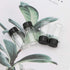 JIUWU 10pcs 5ml 1/6 Oz Scaled Clear Glass Vials, Sample Transparent Liquid Bottles with Screw Cap