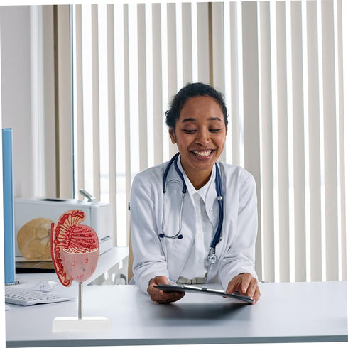 Detailed Human Organ Dissection Model Kit for Biology Education