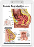 Blue Tree Publishing Female Reproductive Anatomy Educational Clipboard