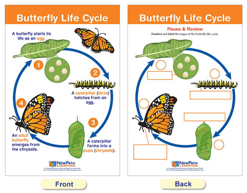 NewPath Learning Life Cycles Bulletin Board Charts, Set/8, Laminated, 12" x 18" (94-1504)