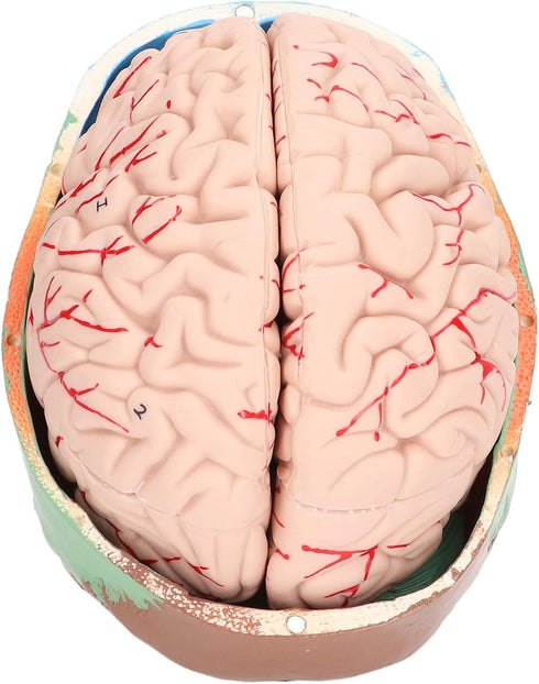 Yosoo Health Gear Human Brain Model Anatomy, Detachable Neuroscience Study Mold for Kids with Skull School Home