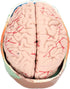 Yosoo Health Gear Human Brain Model Anatomy, Detachable Neuroscience Study Mold for Kids with Skull School Home