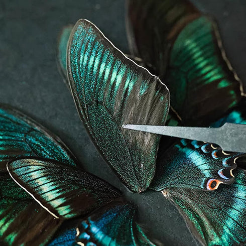 Dddzerong Butterfly Specimen Kit Includes pins, mounting Board, Spreading Tools, Display case, Labels, Forceps