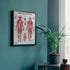 Anatomy Lab 3 PACK Human Anatomy Poster Set, Laminated Muscular, Skeletal, Nervous System Charts, 17.3 x 22.5 Inches