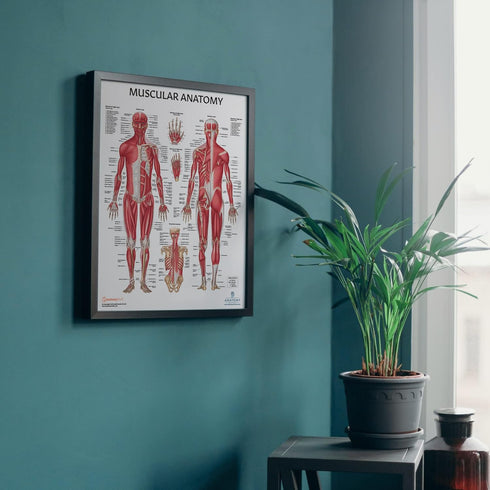 Anatomy Lab 4 PACK Muscular, Skeletal, Circulatory Systems and Spinal Nerves Human Anatomy Poster Set, Laminated