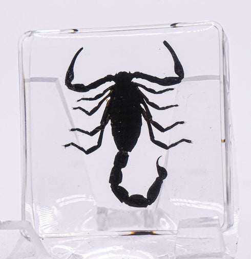 38mm Real Black Scorpion Preserved in Crystal Clear Lucite Resin Specimen for Biology Science Education & Crafts