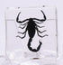 38mm Real Black Scorpion Preserved in Crystal Clear Lucite Resin Specimen for Biology Science Education & Crafts