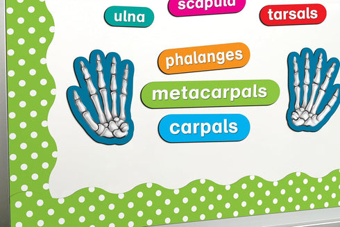 Teacher Created Resources - 77241 Human Skeleton Magnetic Accents, 33" x 10" x 9.1"