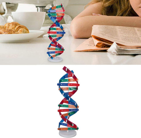 Human DNA Model, Colorful Double Spiral Assemble Model, Educational Teaching Kit for Biological Science
