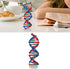 Human DNA Model, Colorful Double Spiral Assemble Model, Educational Teaching Kit for Biological Science