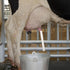 Beaupretty Silicone Milking Tube for Cattle and Sheep, Food Grade Milk Pipe Connector, Portable Manual and Electric