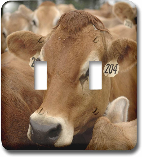 3dRose Jersey Dairy Cows, Rib Lake, Wisconsin - US50 KRS0004 - Keith