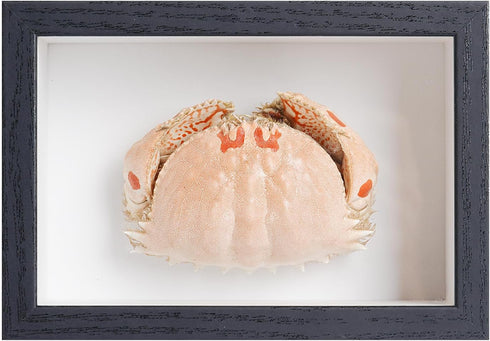 1st Heaven Framed Real Crab Taxidermy Preserved Specimen for Wall Art, Coastal