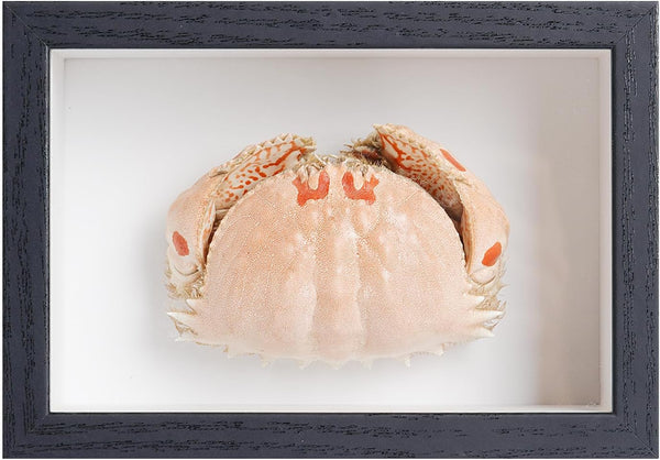 1st Heaven Framed Real Crab Taxidermy Preserved Specimen for Wall Art, Coastal