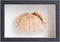 1st Heaven Framed Real Crab Taxidermy Preserved Specimen for Wall Art, Coastal