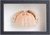 1st Heaven Framed Real Crab Taxidermy Preserved Specimen for Wall Art, Coastal