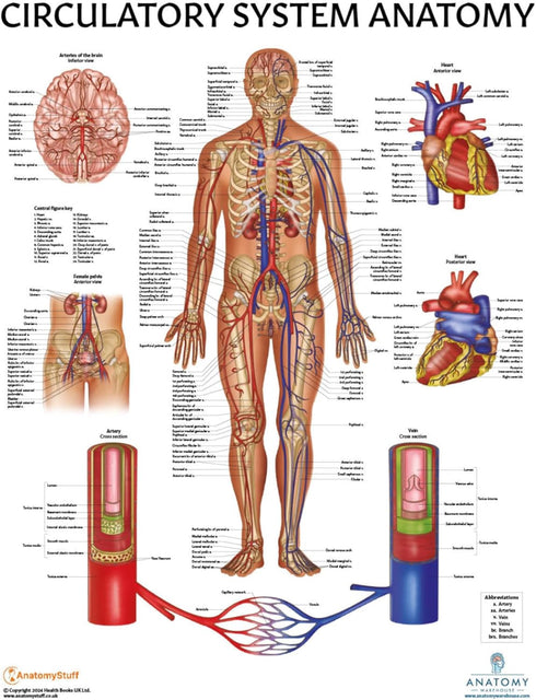 Anatomy Lab Human Circulatory System Poster, Laminated, 17.3 x 22.5 Inches, Anatomy and Physiology Body System