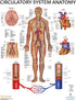 Anatomy Lab Human Circulatory System Poster, Laminated, 17.3 x 22.5 Inches, Anatomy and Physiology Body System