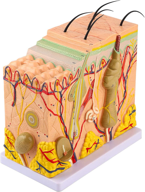 50X 3D Human Anatomical Skin Magnified Tissue Structure Model with Hair, PVC Material Enlarged for Biology Teaching