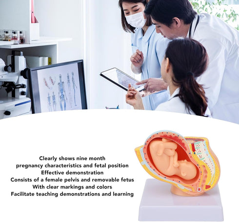 LJCM 9 Months Baby Fetus Model, Female Pelvis Model for Pregnancy, Clear Structure, High Simulation for Science