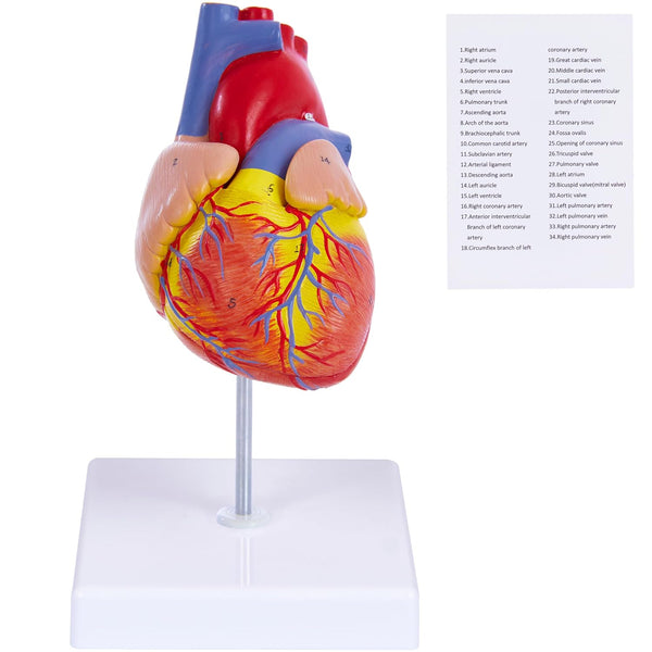 Ruiishunyy Human Heart Model for Anatomy - 2-Part Life Size Medical Heart for