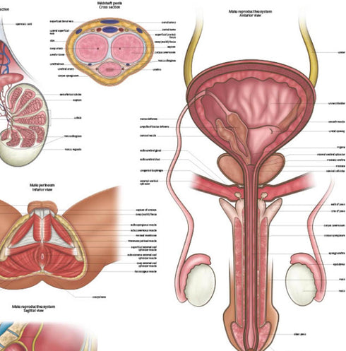 17.3 22.5 Inches, Anatomy Lab Human Male Reproductive System Anatomy Poster, x Anatomical Chart for Education Learning