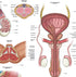 17.3 22.5 Inches, Anatomy Lab Human Male Reproductive System Anatomy Poster, x Anatomical Chart for Education Learning