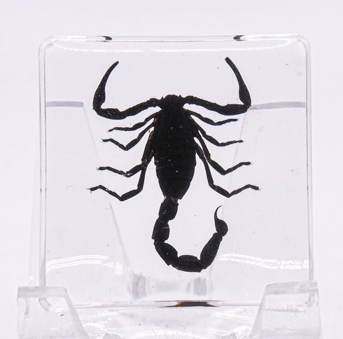 38mm Real Black Scorpion Preserved in Crystal Clear Lucite Resin Specimen for Biology Science Education & Crafts