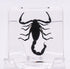 38mm Real Black Scorpion Preserved in Crystal Clear Lucite Resin Specimen for Biology Science Education & Crafts