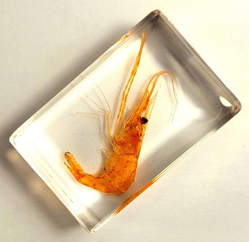 44mm Real Shrimp in Crystal Clear Lucite Resin Specimen Preserved Oriental Freshwater River Prawn Macrobrachium