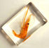 44mm Real Shrimp in Crystal Clear Lucite Resin Specimen Preserved Oriental Freshwater River Prawn Macrobrachium