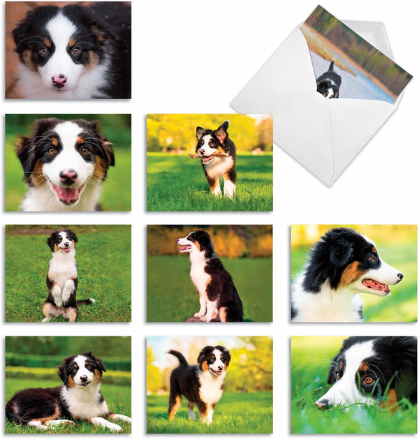 The Best Card Company - 10 Adorable Blank Dog Cards, Assorted Pet Breeds, Boxed Set, 4 x 5.12 Inch, Awesome Australian