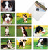 The Best Card Company - 10 Adorable Blank Dog Cards, Assorted Pet Breeds, Boxed Set, 4 x 5.12 Inch, Awesome Australian