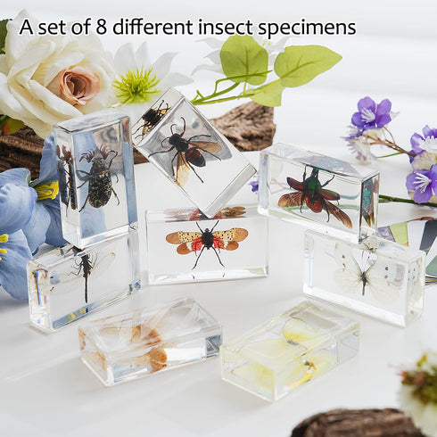 8 Pcs Real Insects in Resin Large Bug Collection Kit with Flying Insects, Butterflies Includes Specimen ID Cards