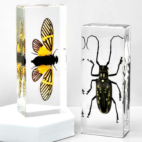 Aolowewin (4.3x1.7x1.1-inch) Extra Large Insect Specimens, Taxidermy Crab Beetles Cicada, Preserved Bug, Bugs Specimen