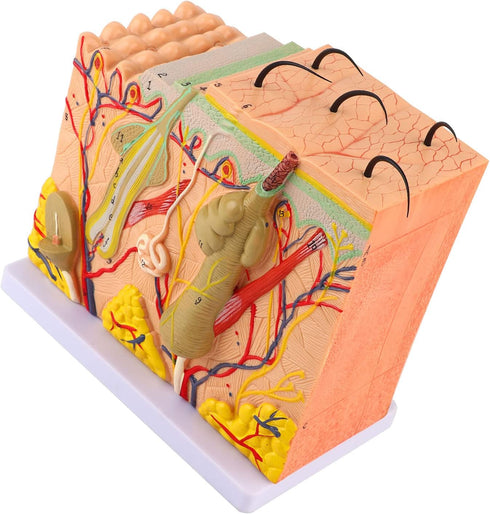 50X 3D Human Anatomical Skin Magnified Tissue Structure Model with Hair, PVC Material Enlarged for Biology Teaching